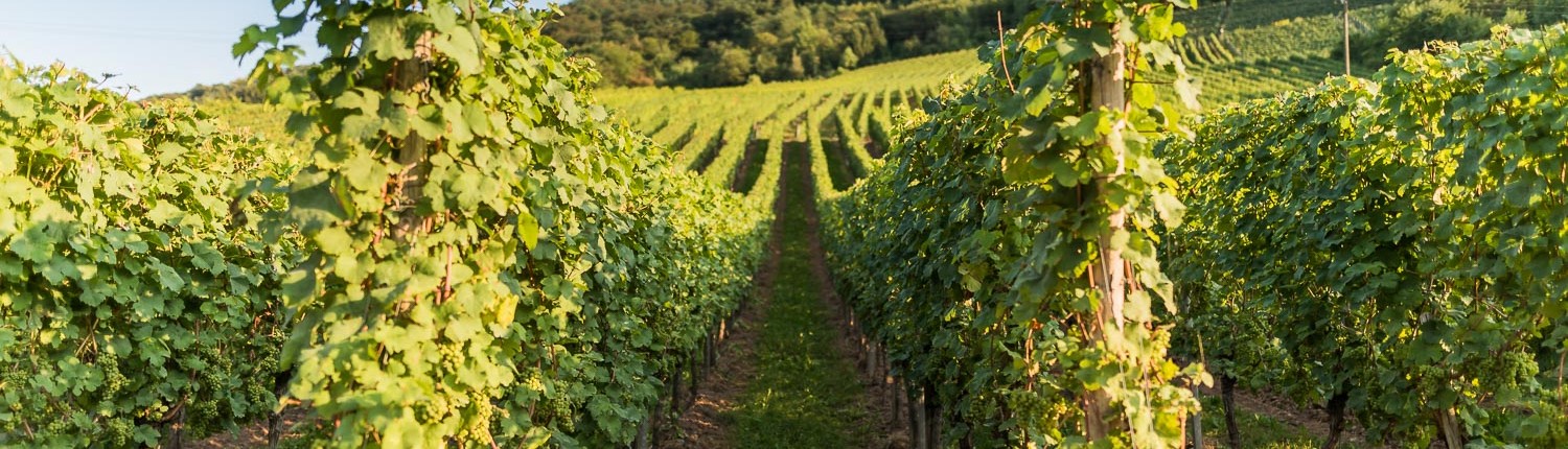 Ferienweingut Theisen