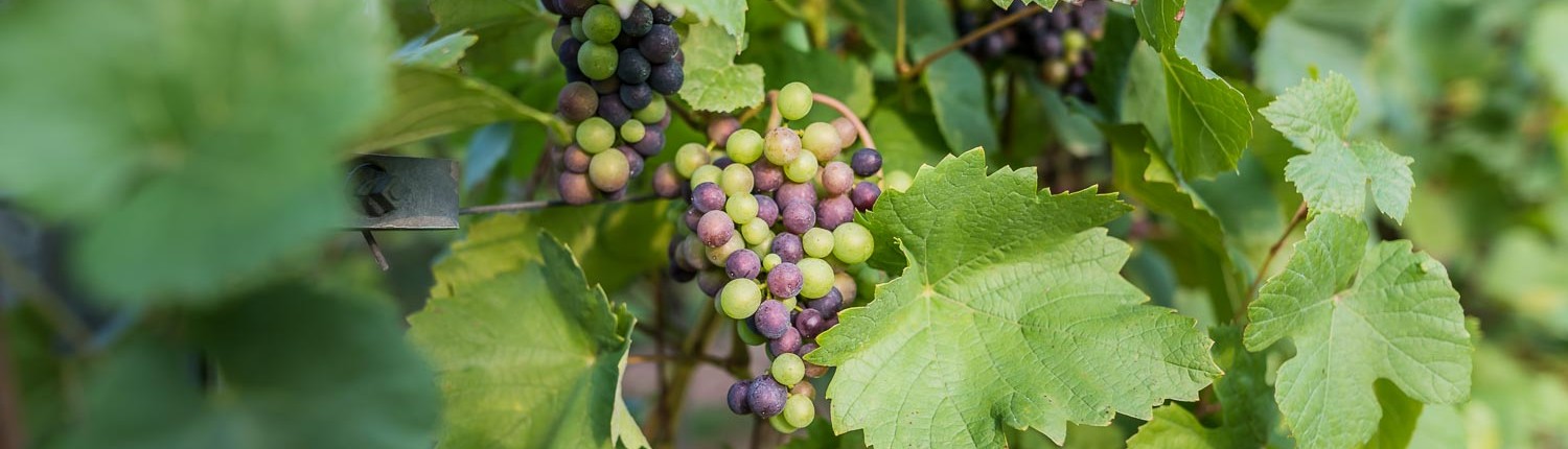 Ferienweingut Theisen