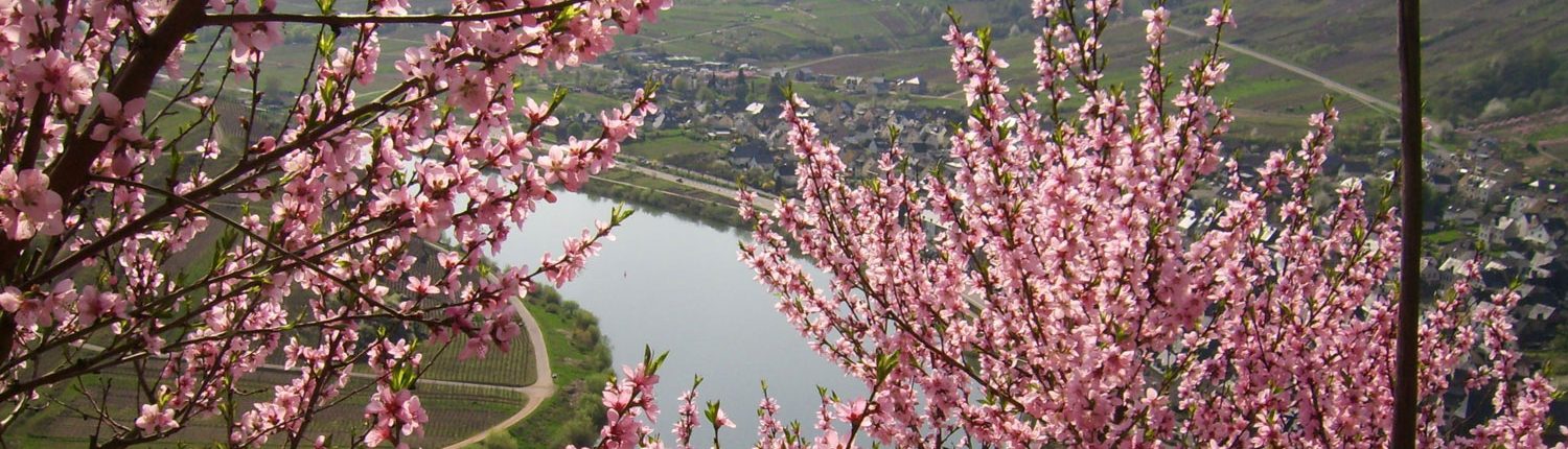 Ferienweingut Theisen