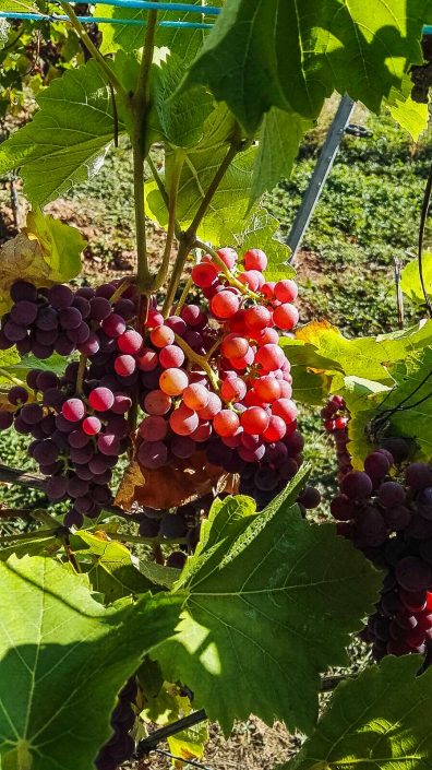 Ferienweingut Theisen