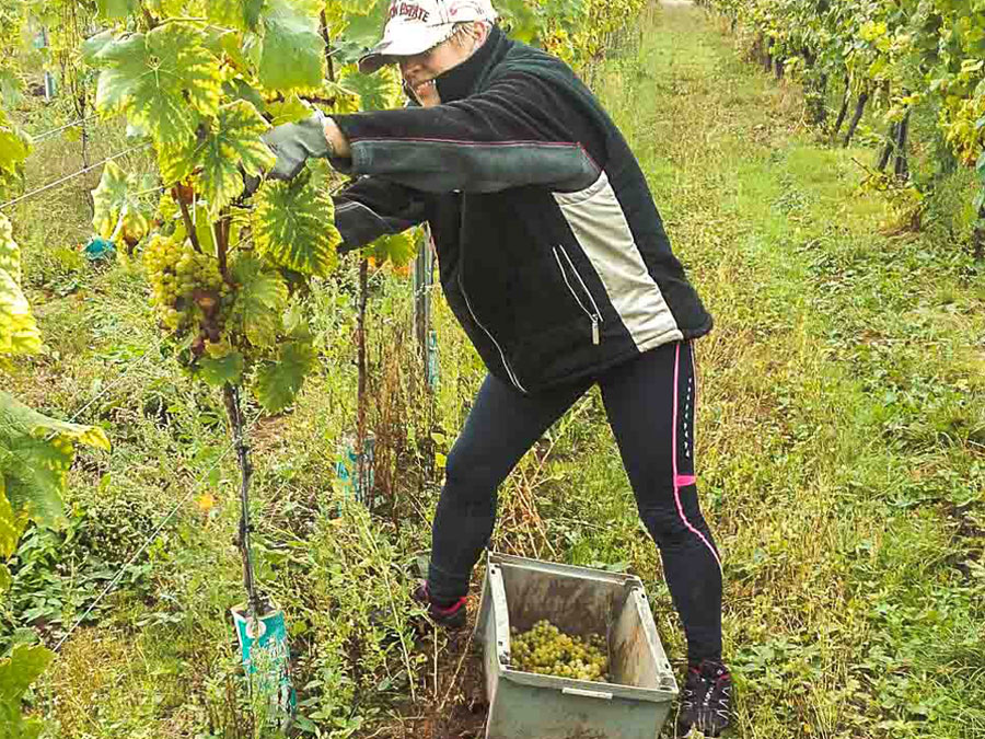 Ferienweingut Theisen