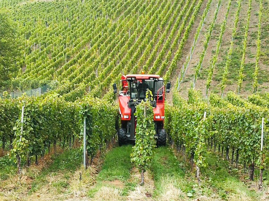 Ferienweingut Theisen